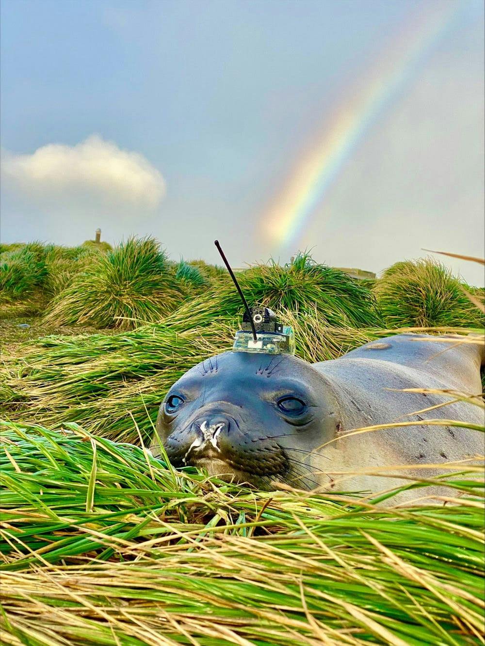 user avatar image for selkie