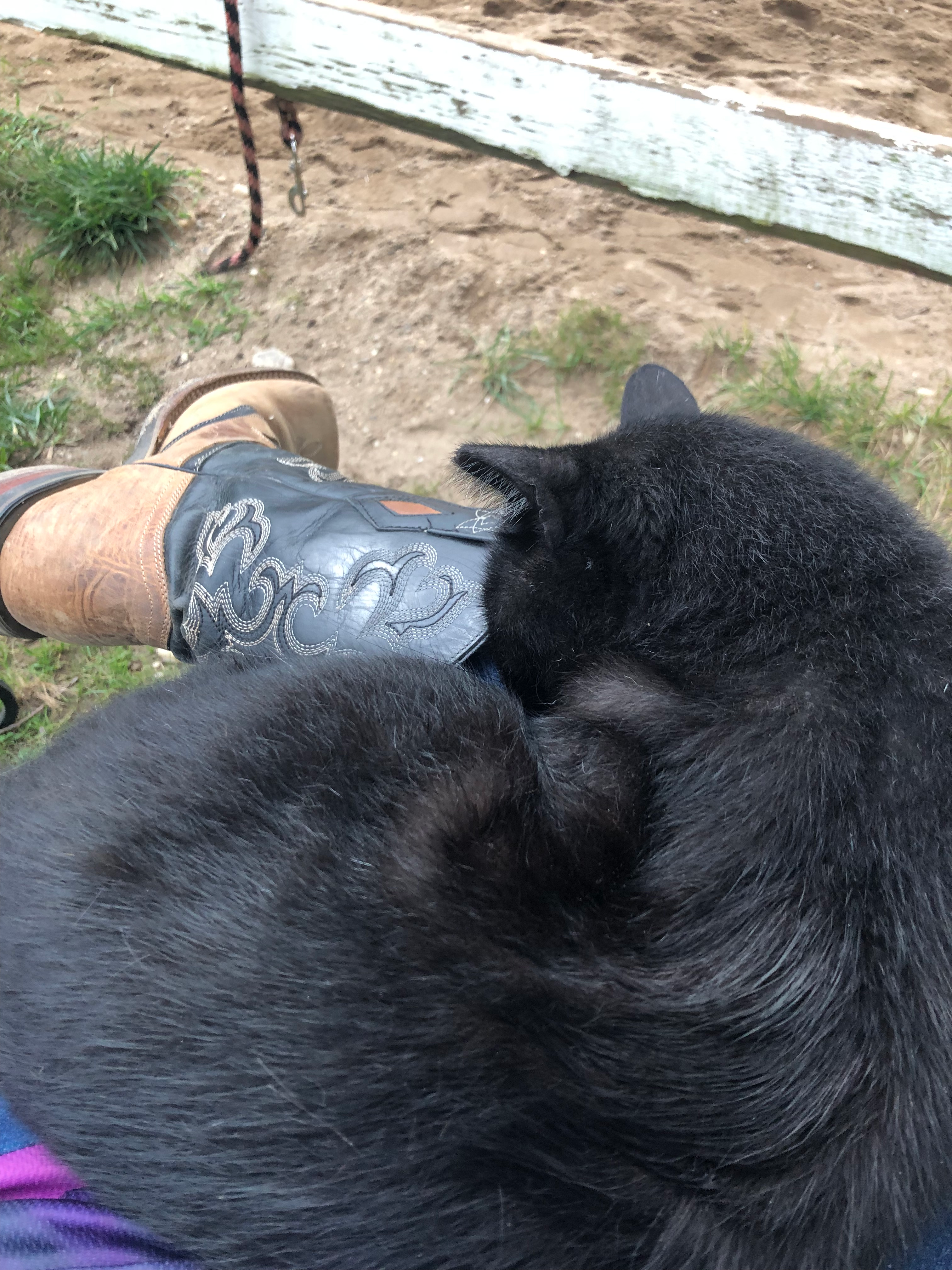 user avatar image for Alexis Bushman