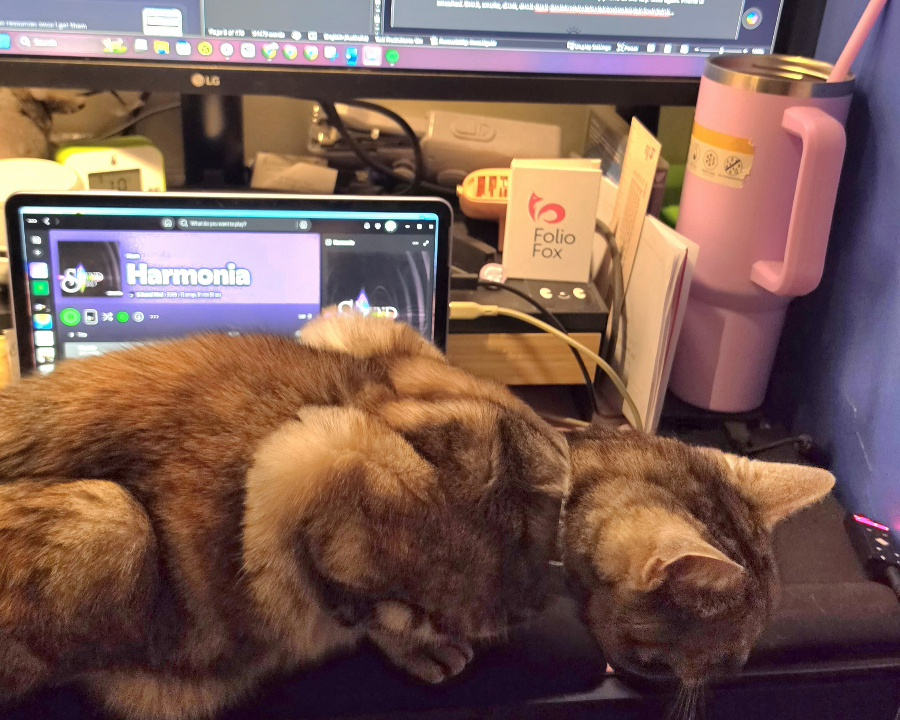 Mirage the cat, a silver tabby, sits on a keyboard in front of a laptop hooked up to a big monitor