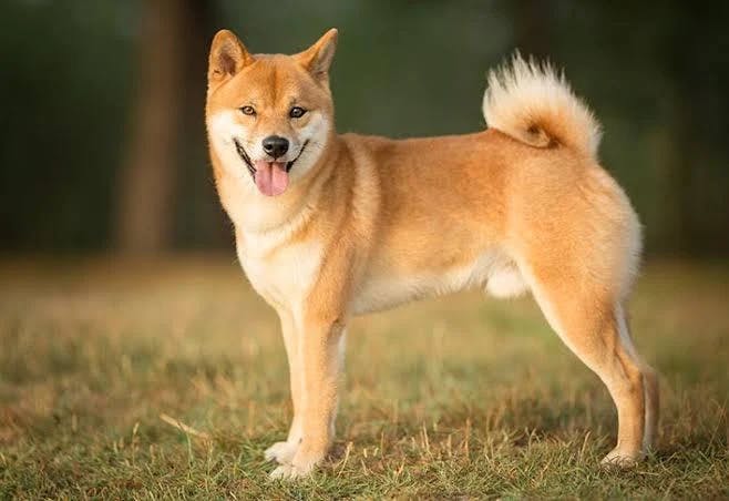 Shiba Inu