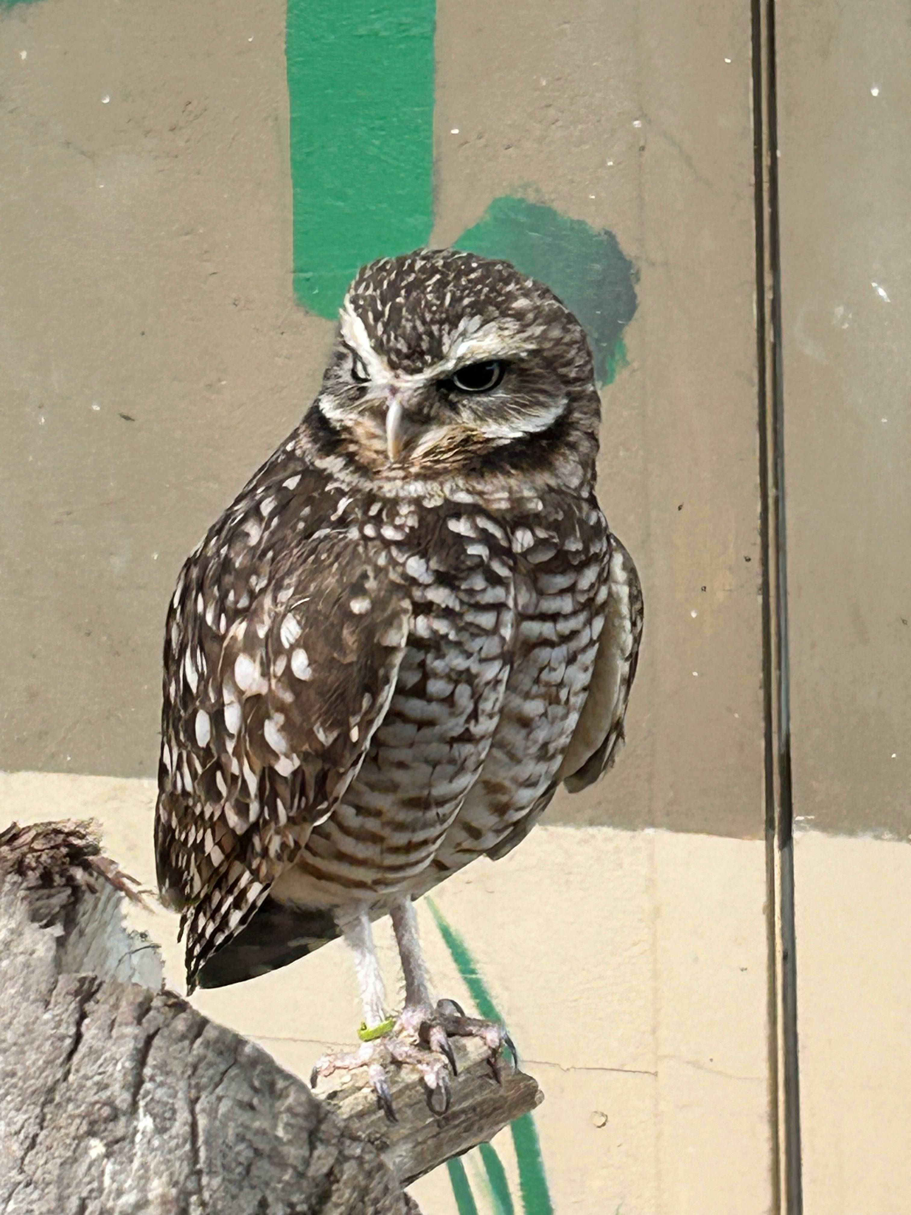 user avatar image for Hoot hoot