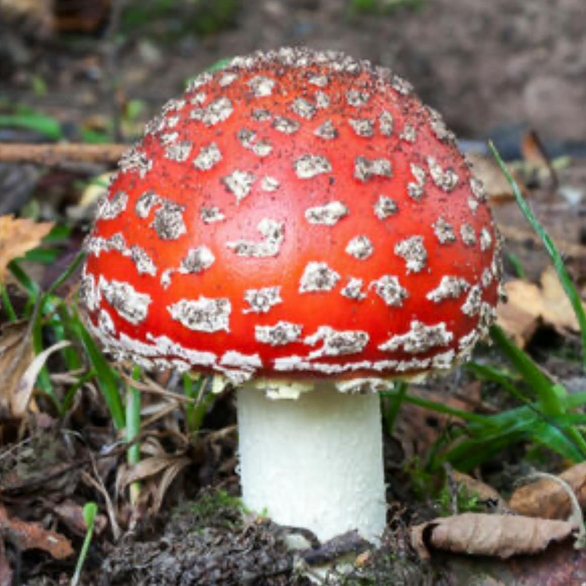 Mushroom/Fungus Furb!