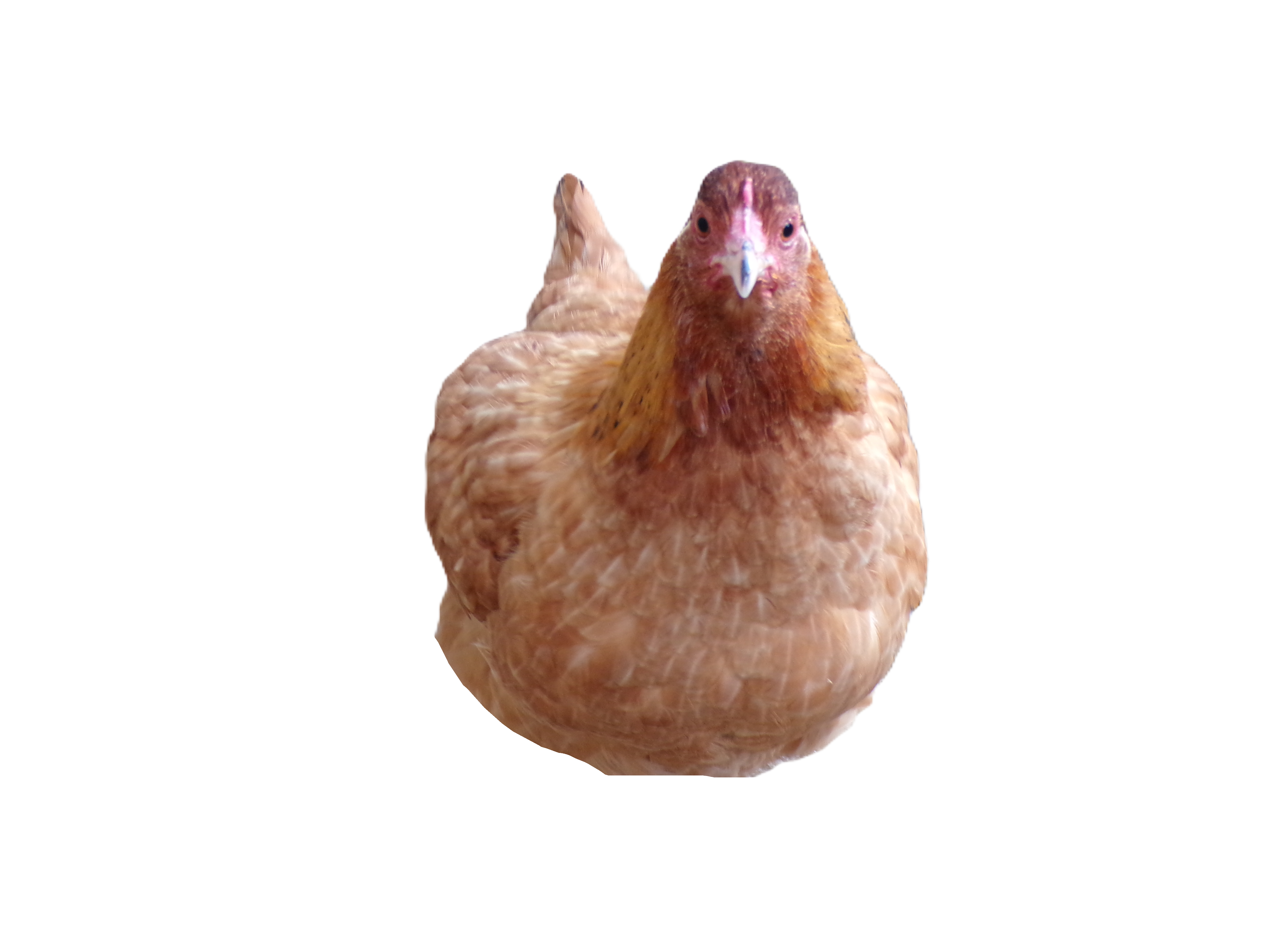 user avatar image for H Hard