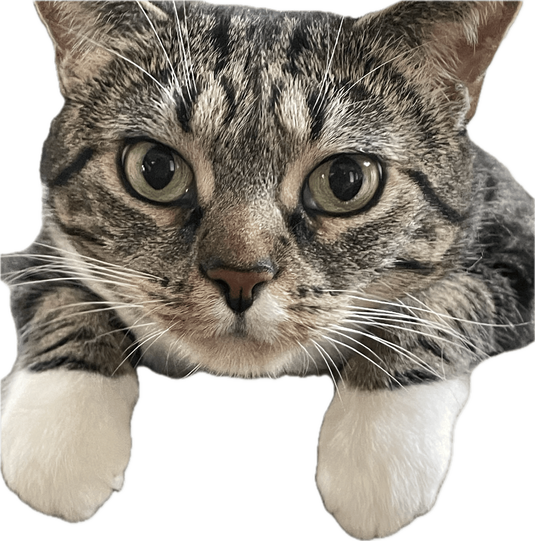 user avatar image for Jess E.