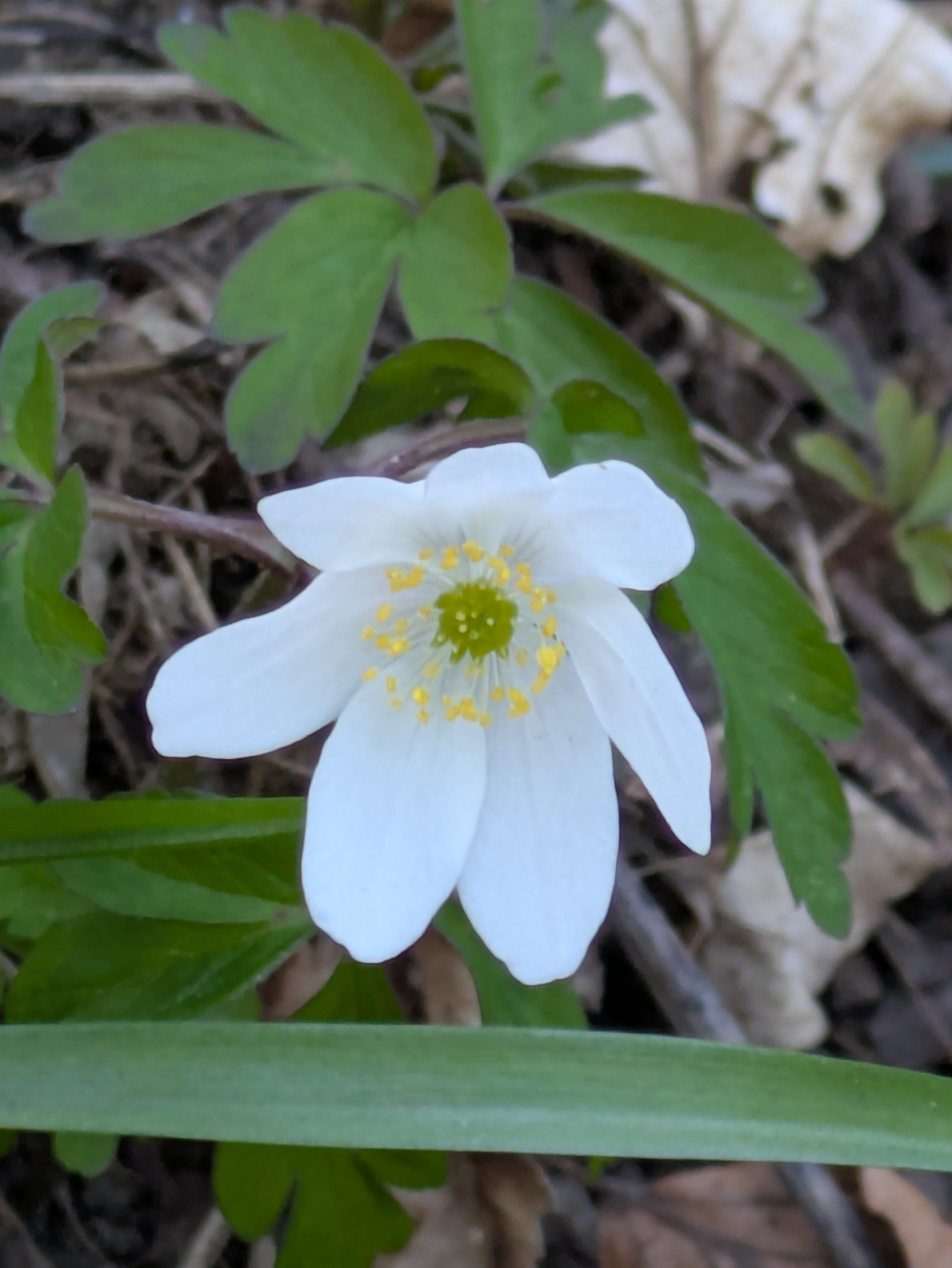 user avatar image for Mandy W 