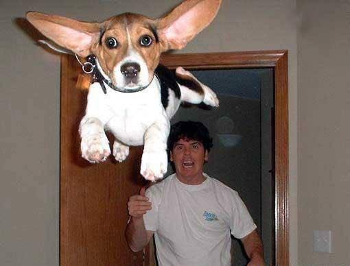 user avatar image for flying beagle