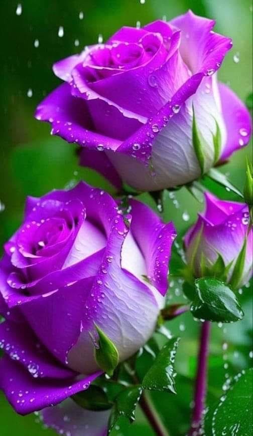 user avatar image for Diane Rudin