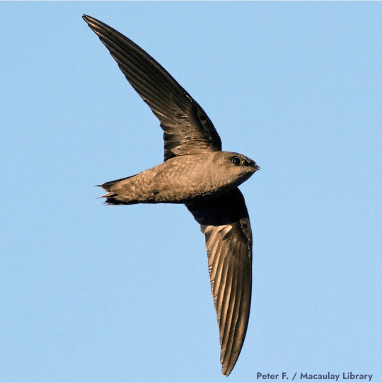 Chimney Swift