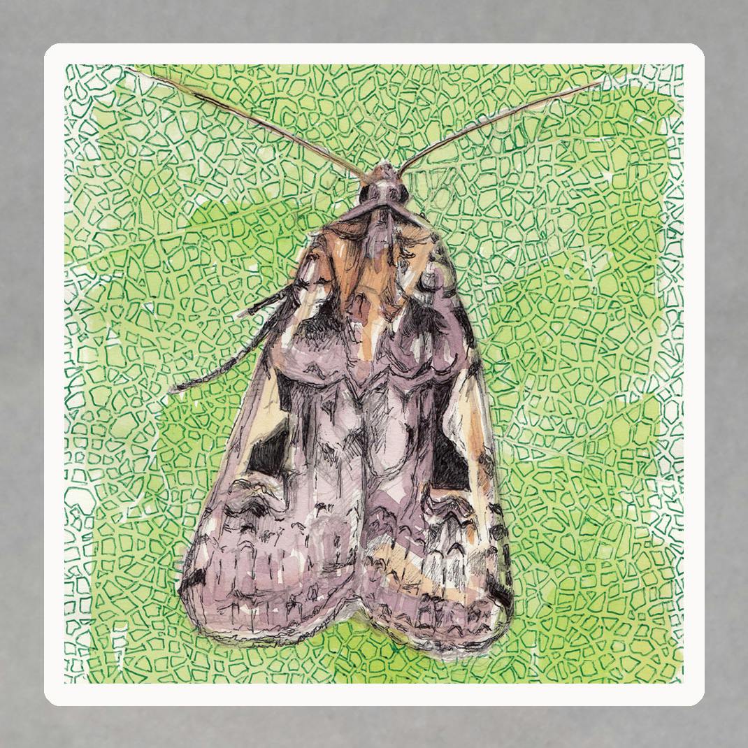 Moth Plant Cells Sticker