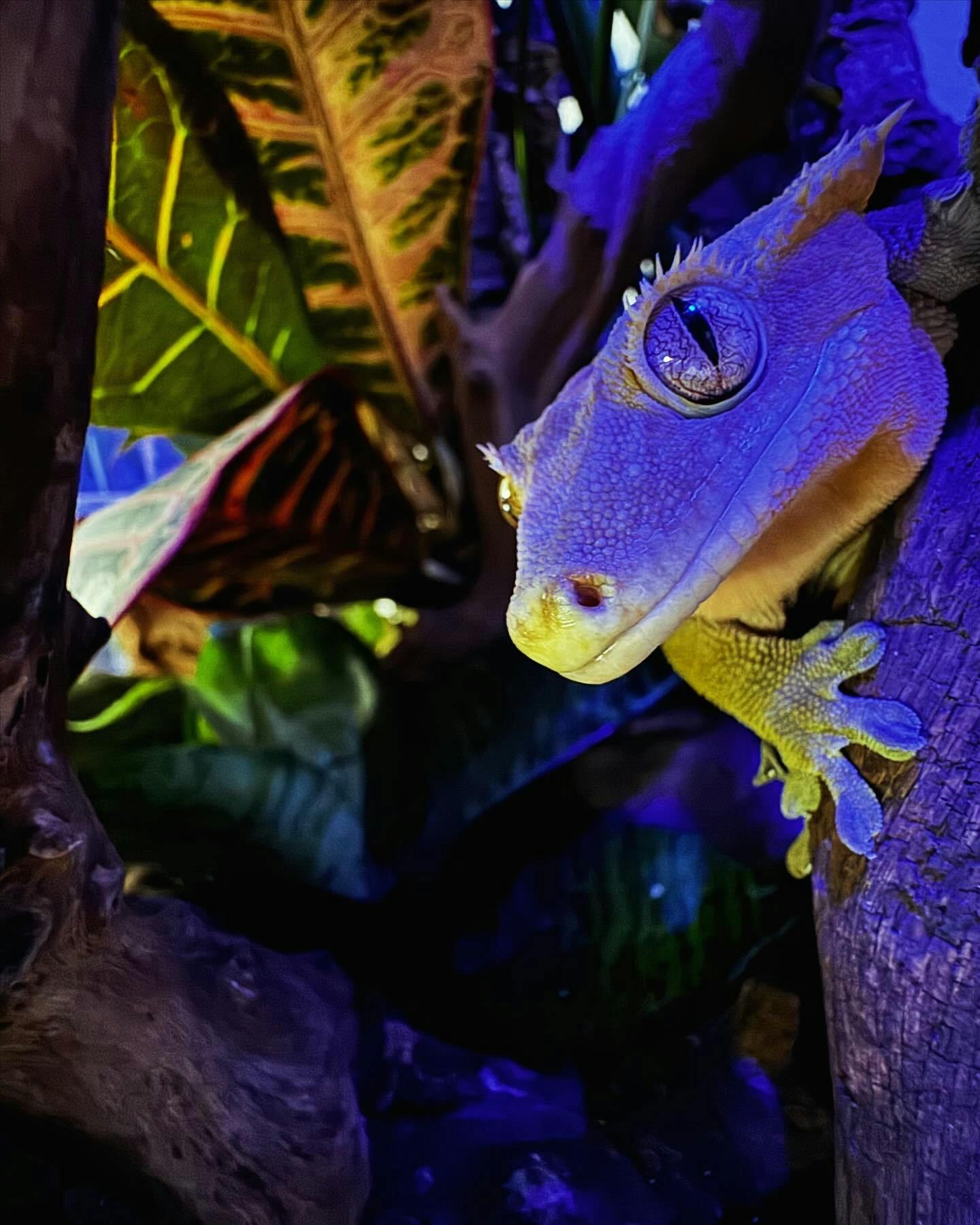 user avatar image for CompassLizard