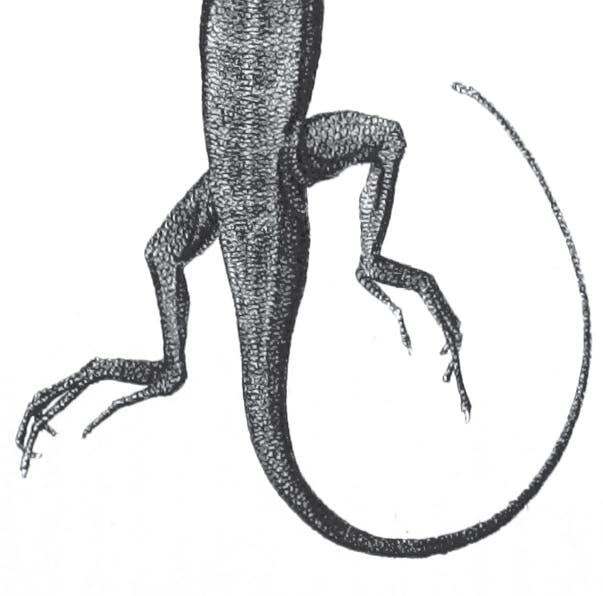 user avatar image for Skinkworks Games