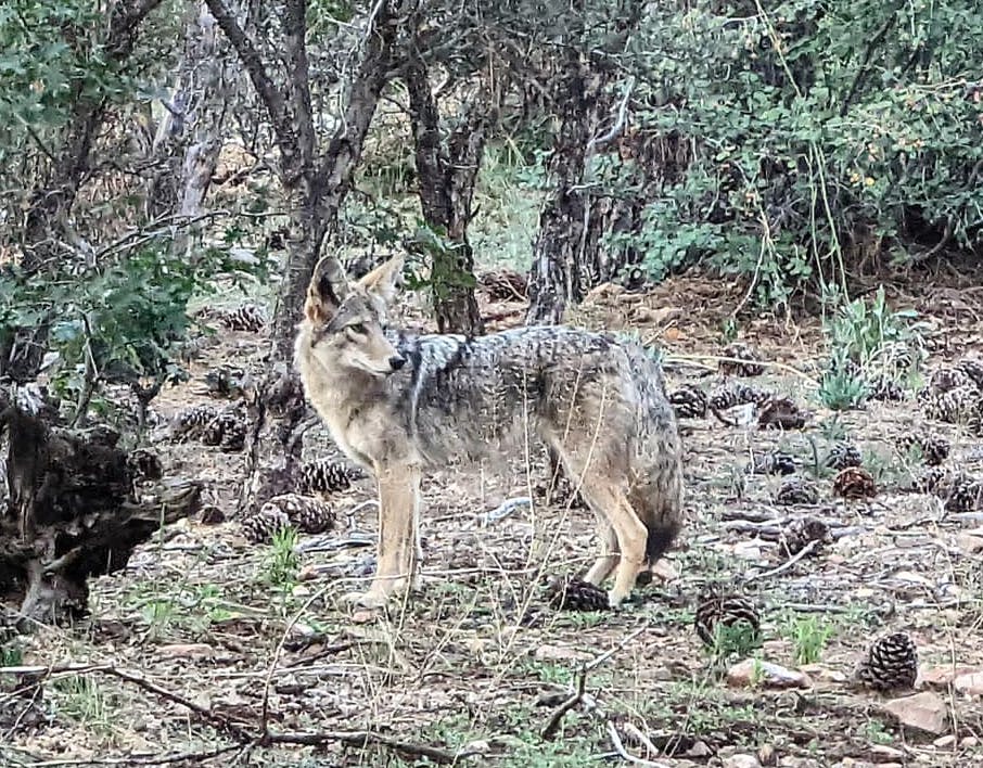 user avatar image for Cayute