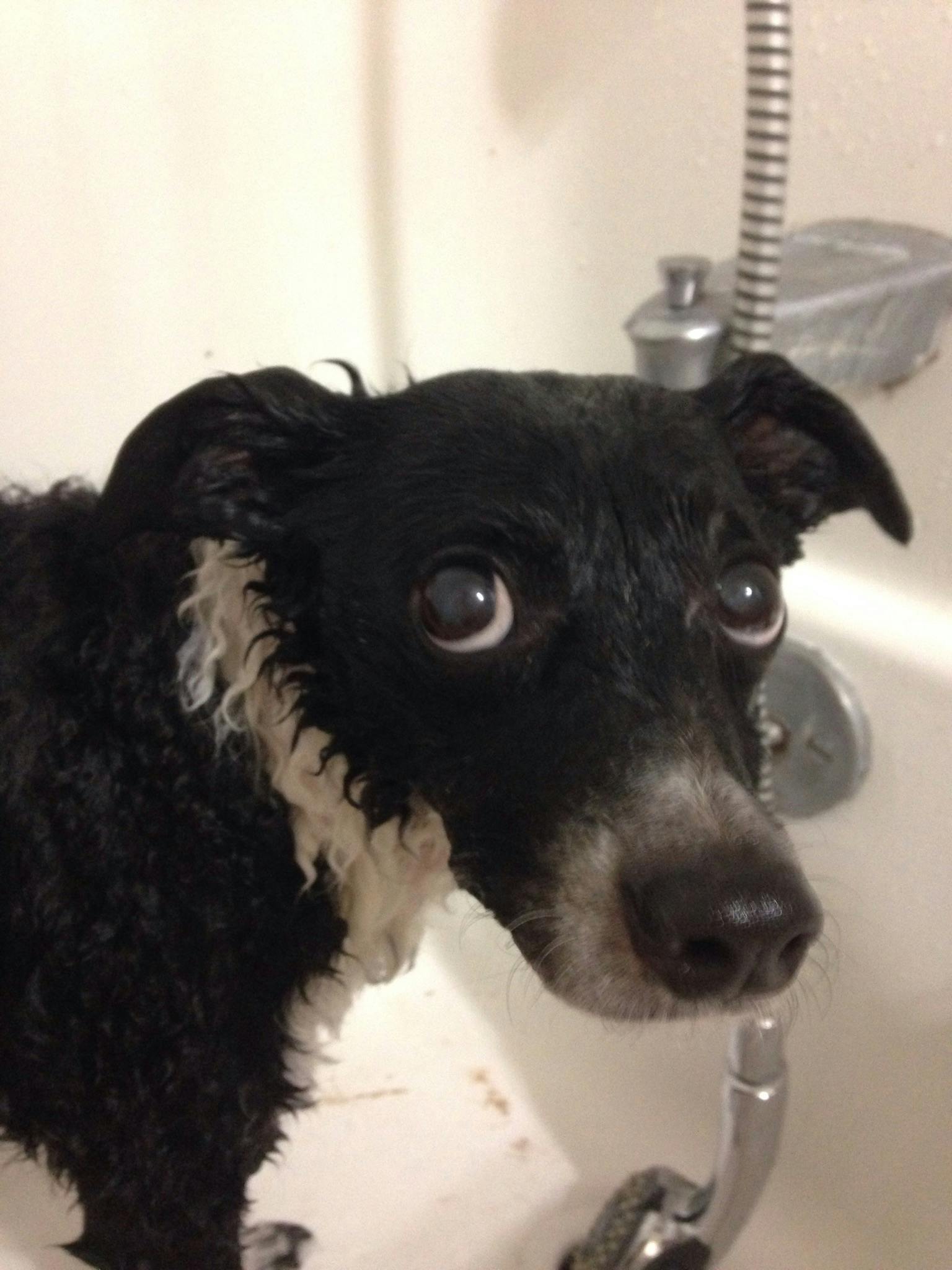 user avatar image for Michael Levi