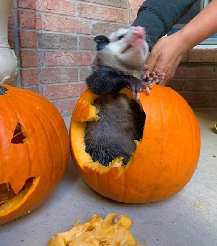 user avatar image for Moss