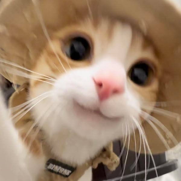 user avatar image for Akina_TTV