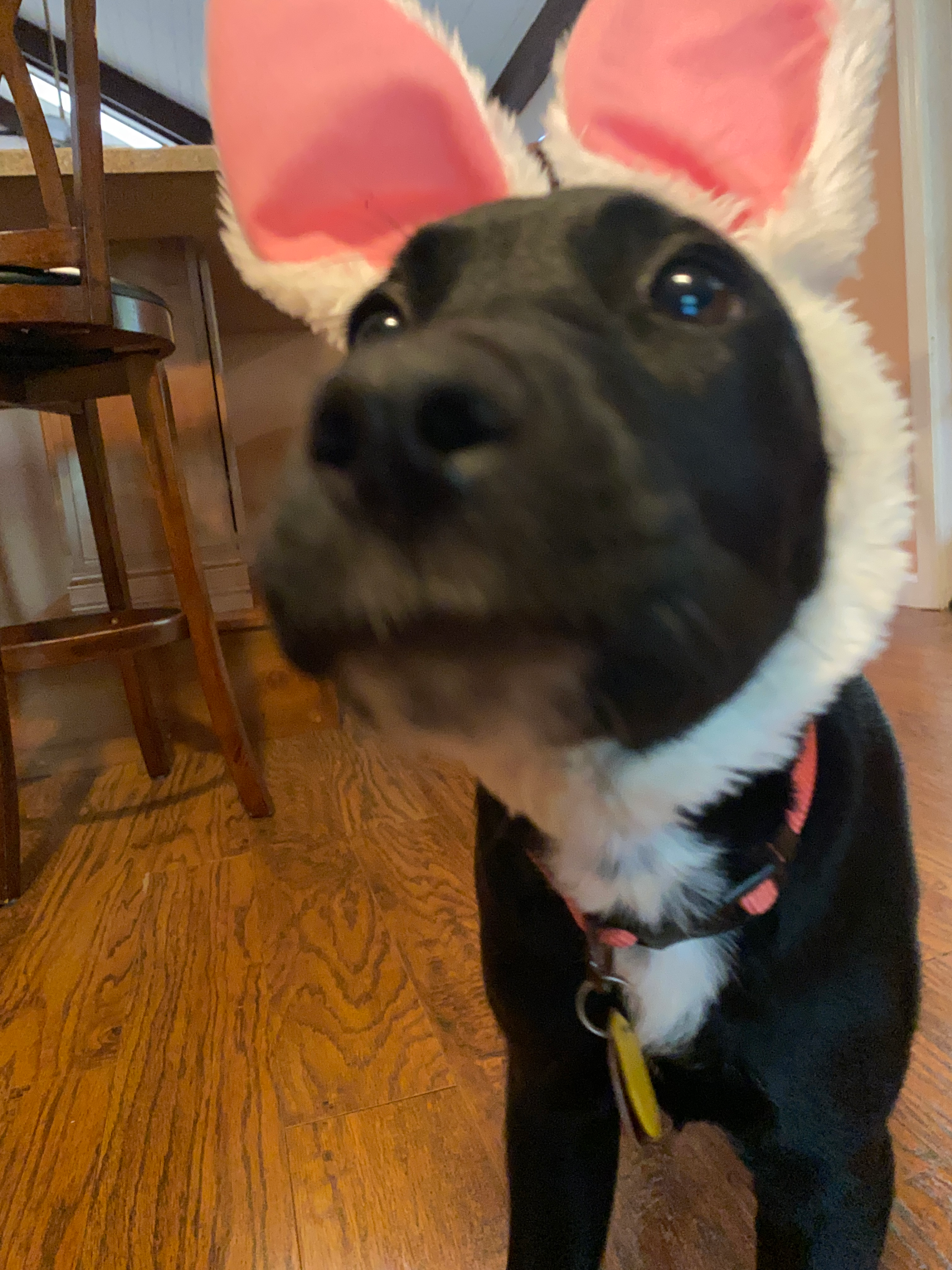 user avatar image for Spork