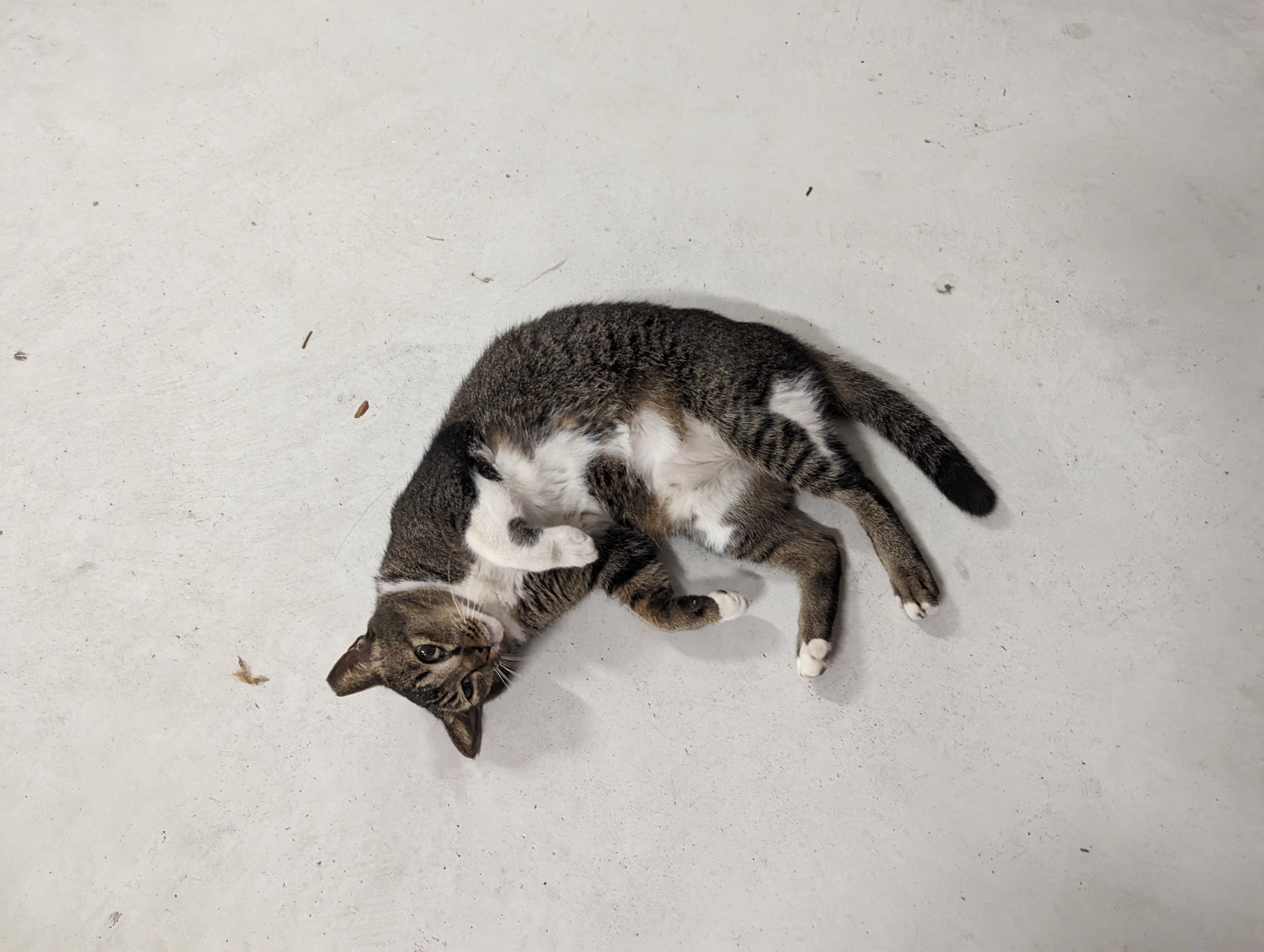 user avatar image for Gin