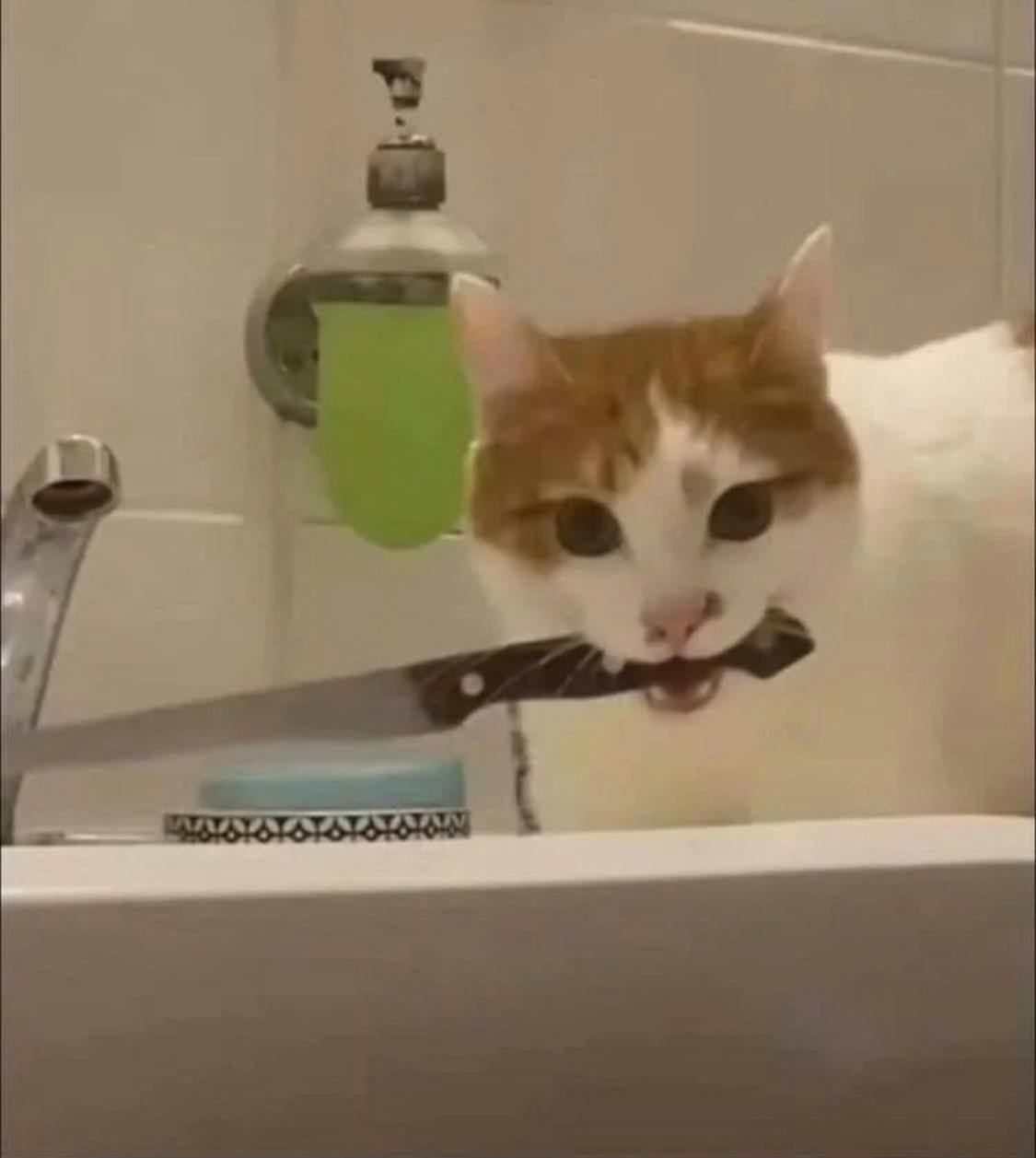 user avatar image for Amber