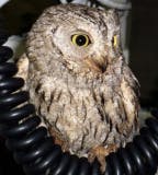 user avatar image for archosauria