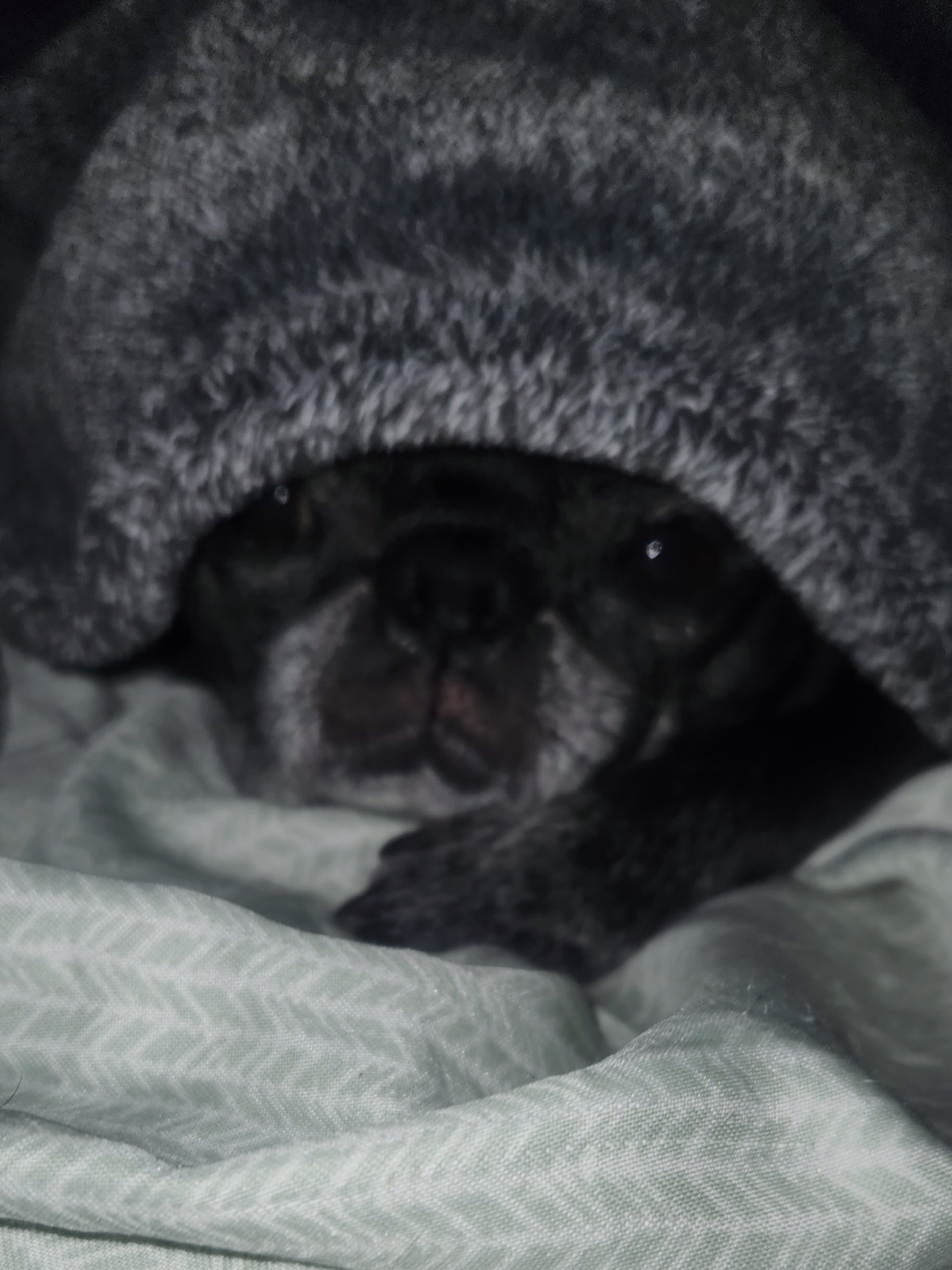 user avatar image for Papanurgle76 