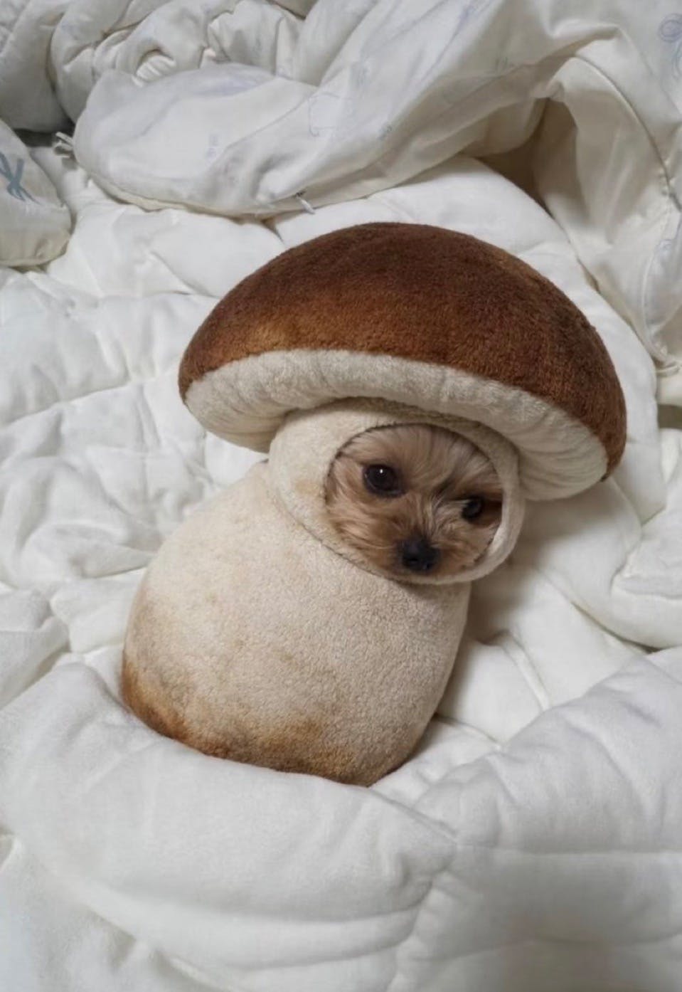 user avatar image for Maya