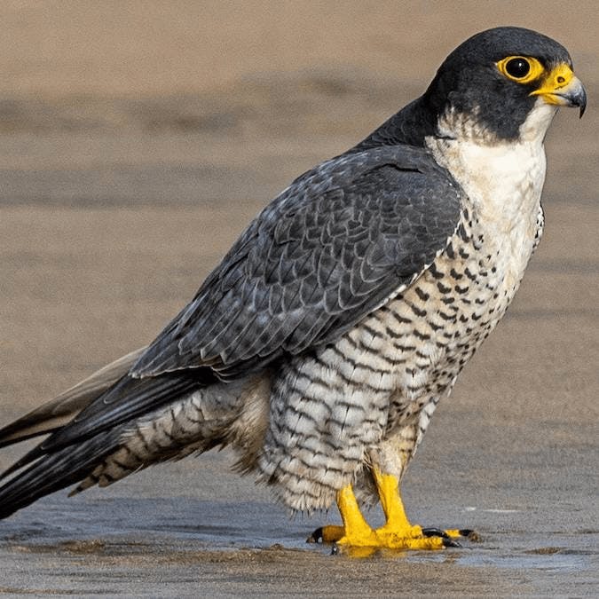 Peregrine Falcon