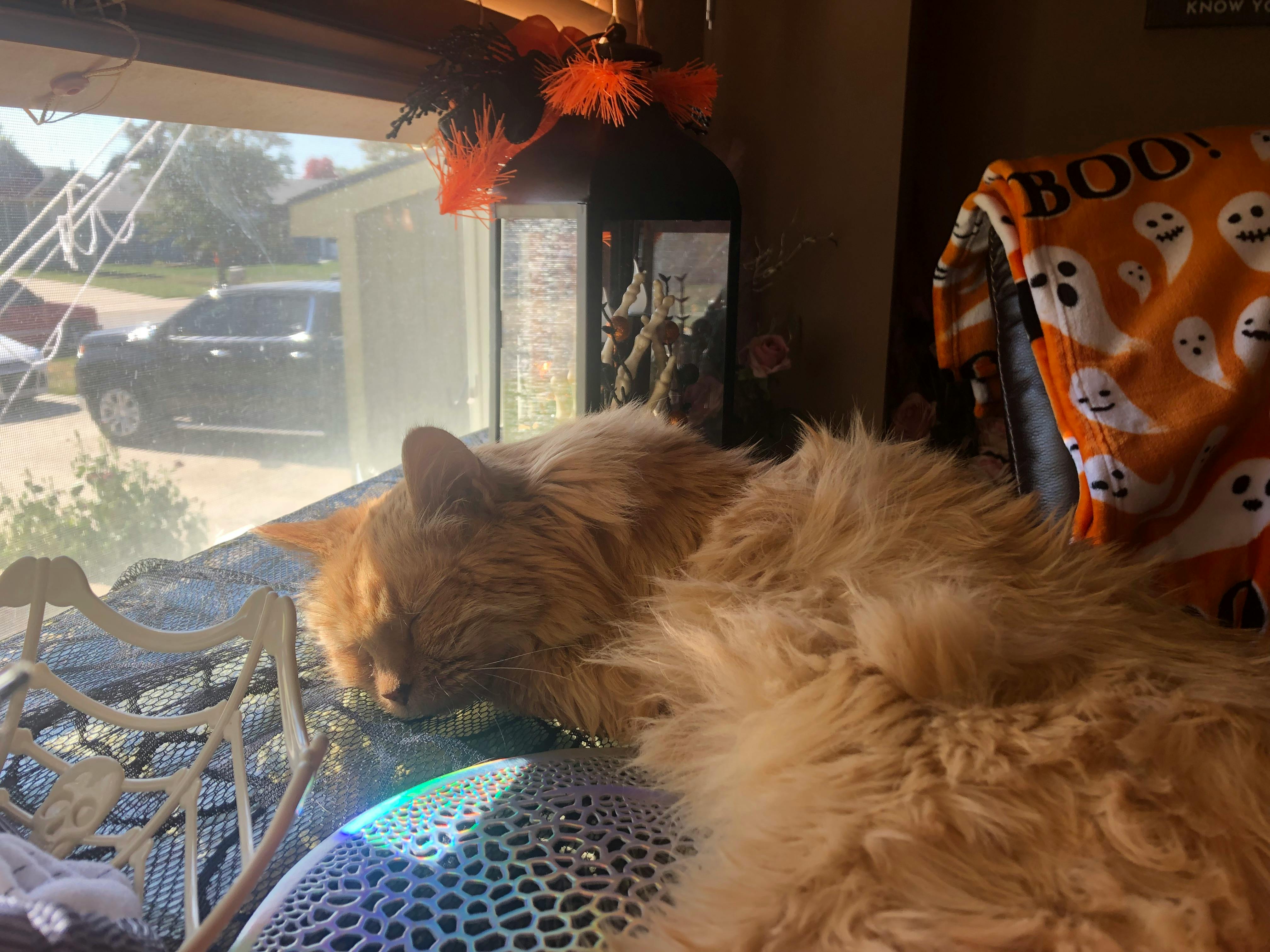 user avatar image for 🕸️🧁🧡Treats💜🧁🕸️