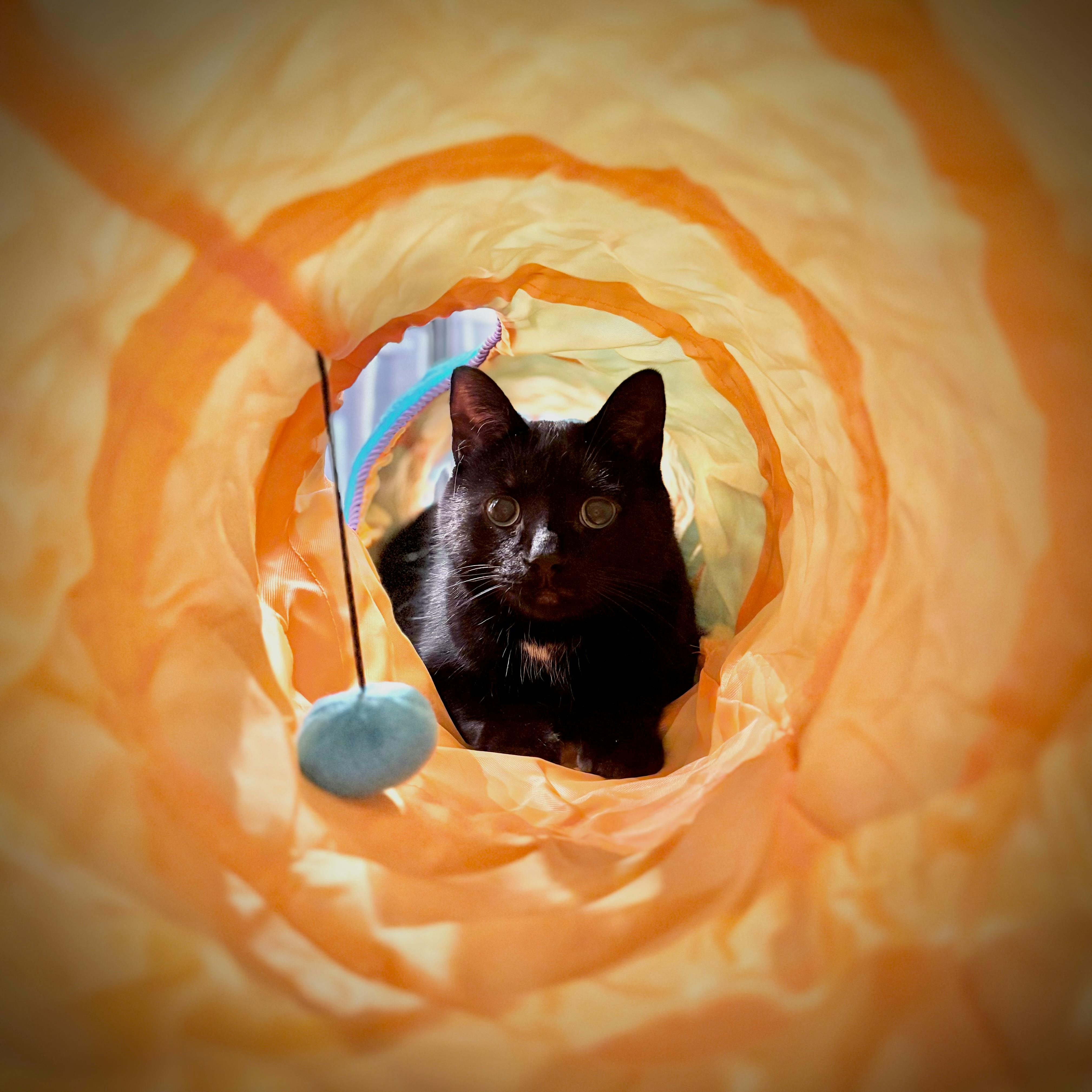 user avatar image for Jake & Shadow