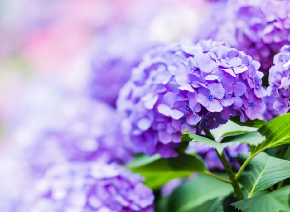user avatar image for purplehydrangeas