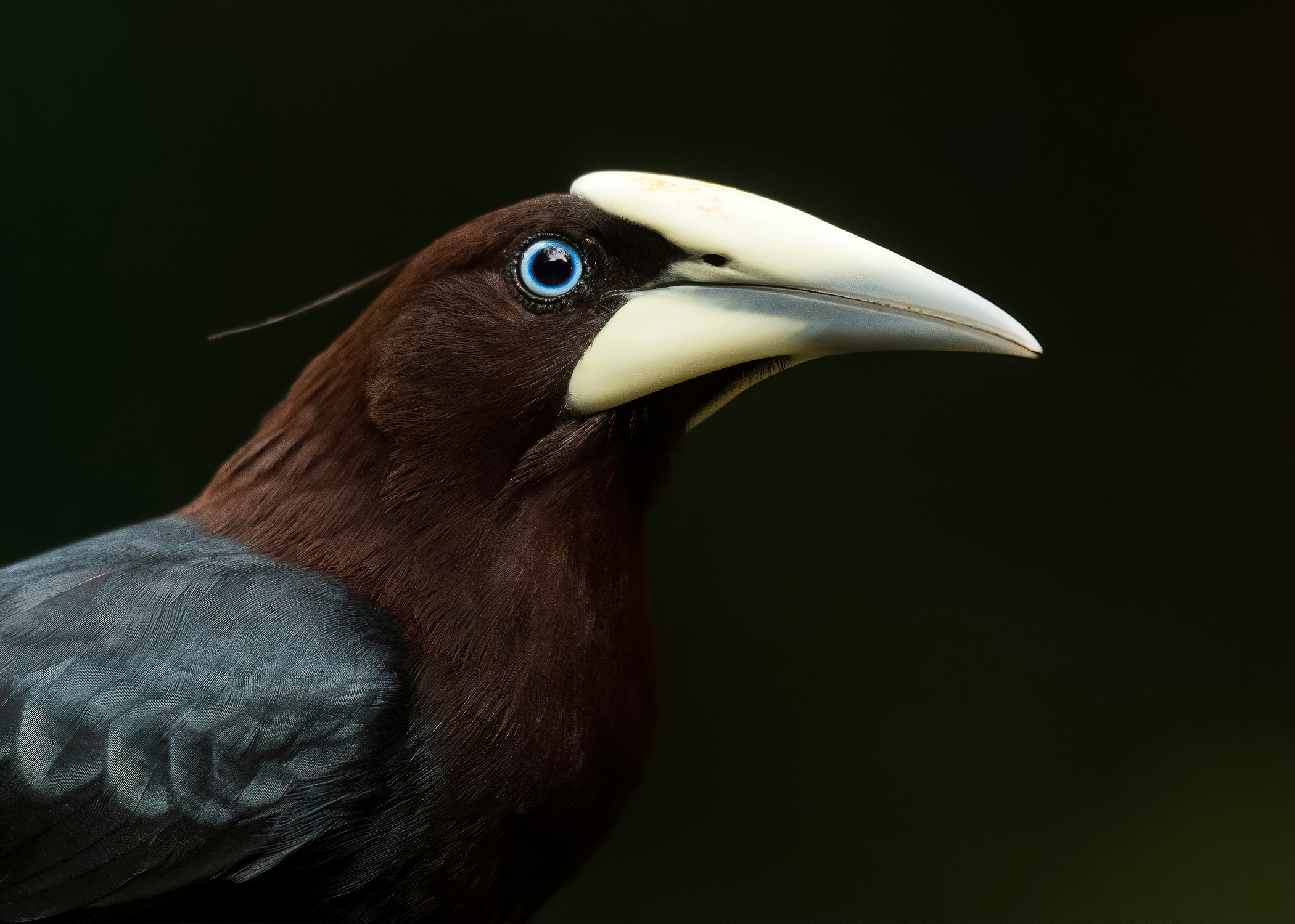 user avatar image for C Collins