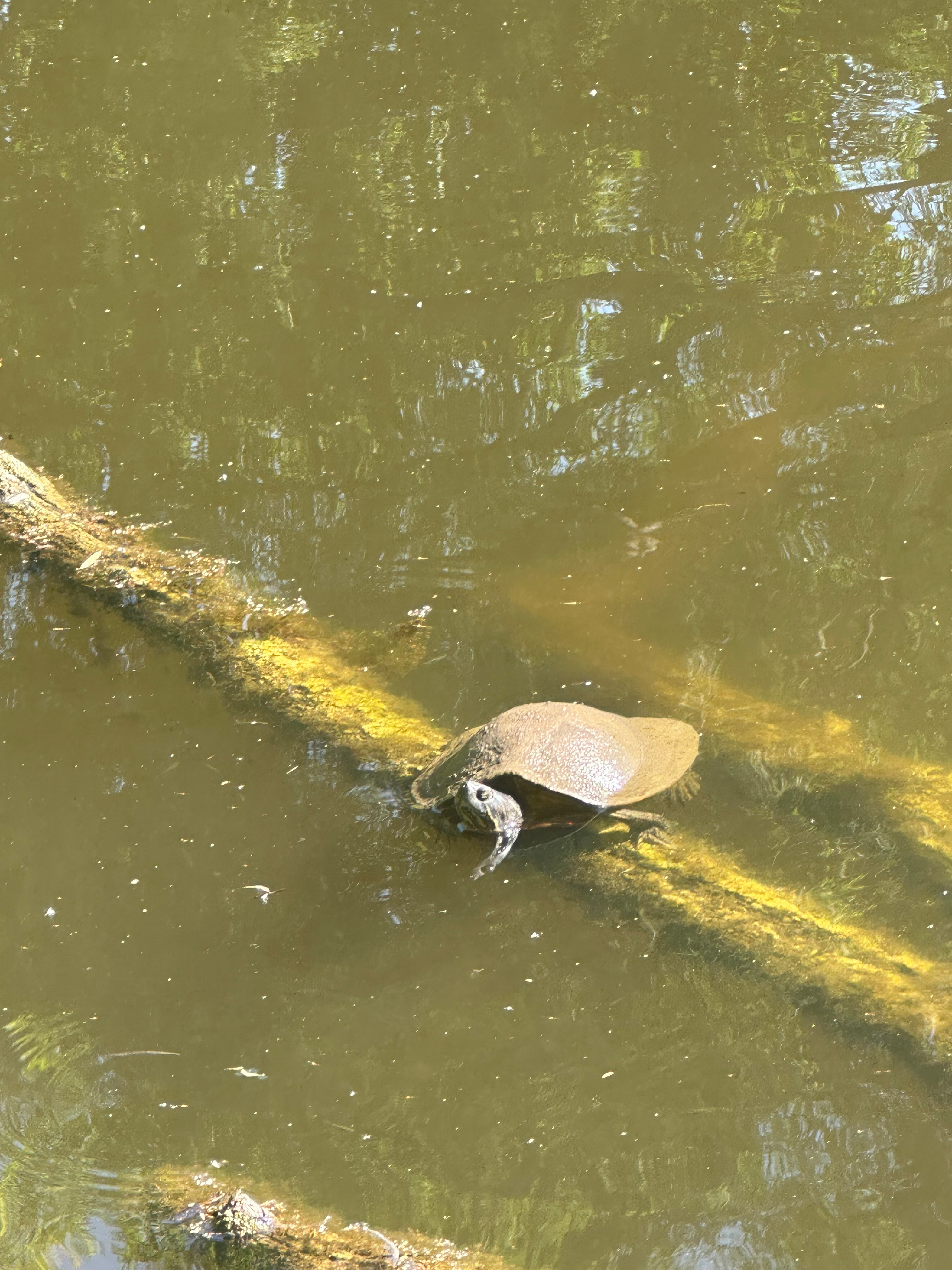 user avatar image for Veeral