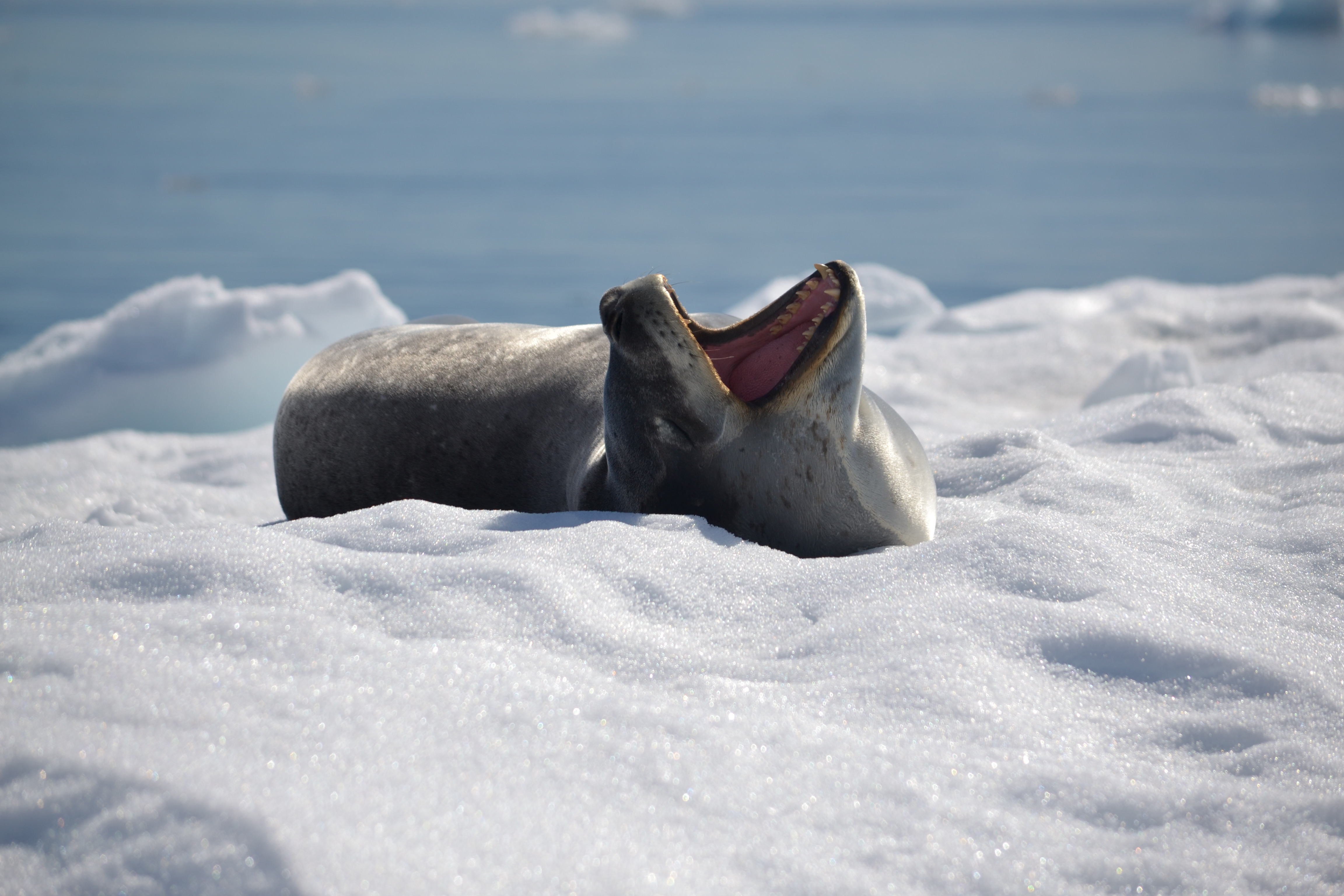 user avatar image for Brontosnorus