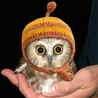user avatar image for Wise Owl