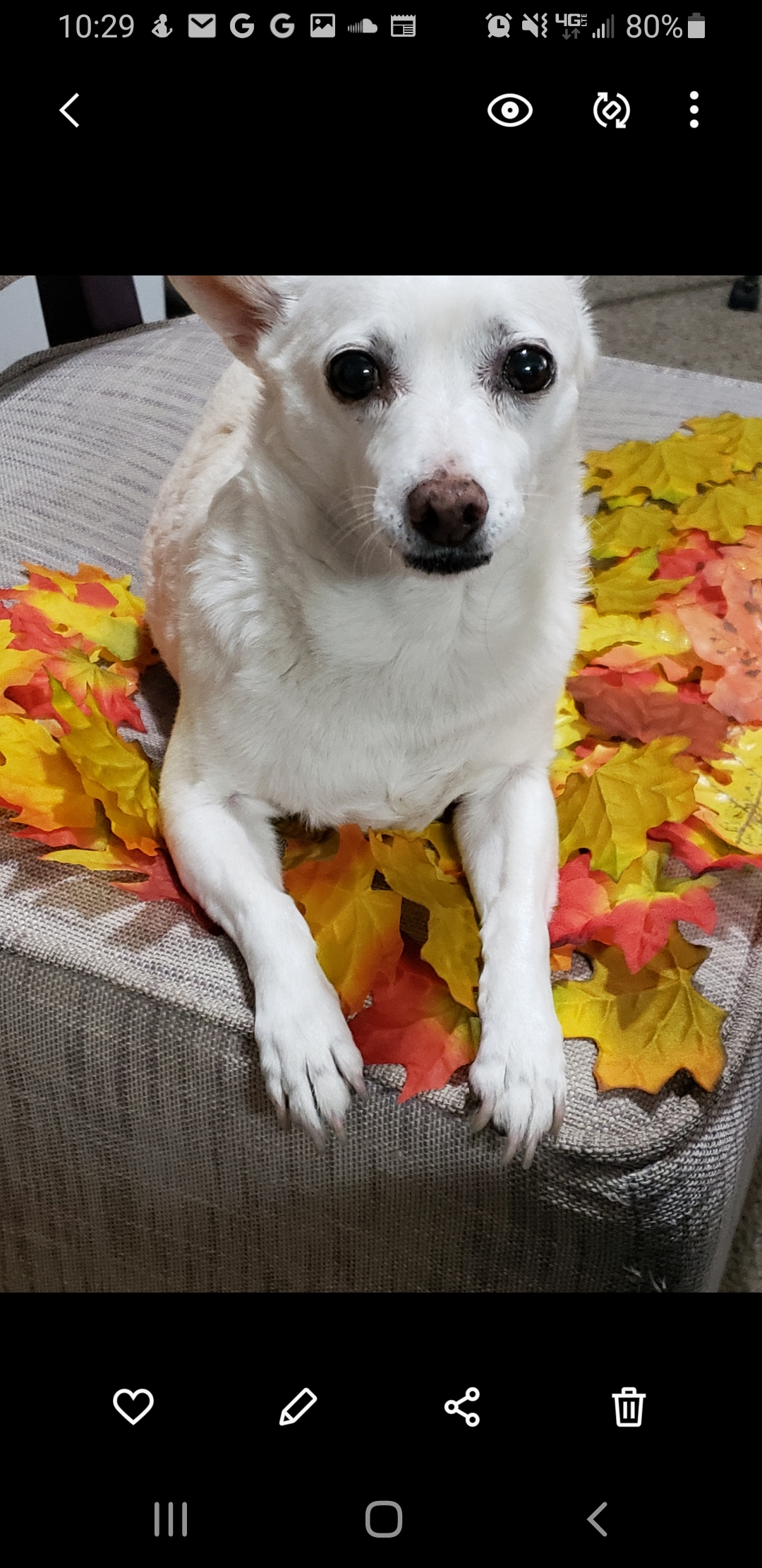 user avatar image for WolfFink 