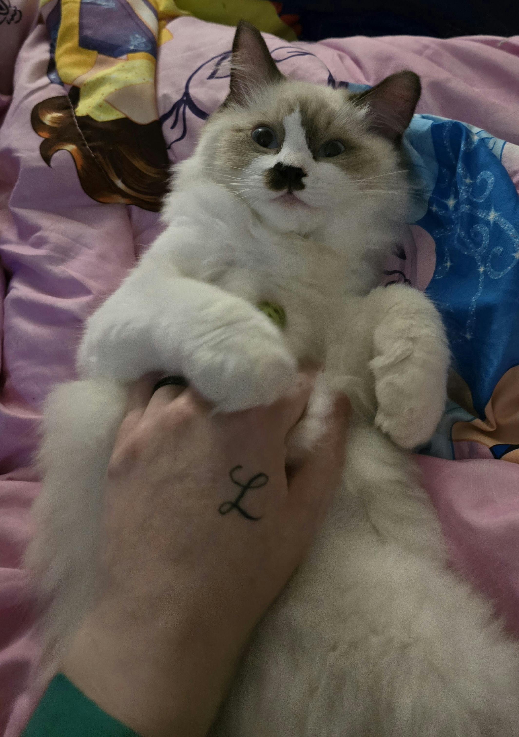 user avatar image for DreameNight