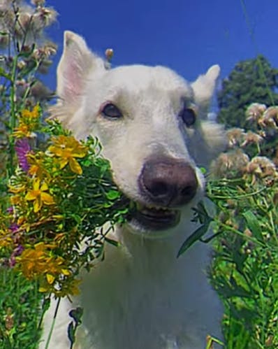 user avatar image for Kapri