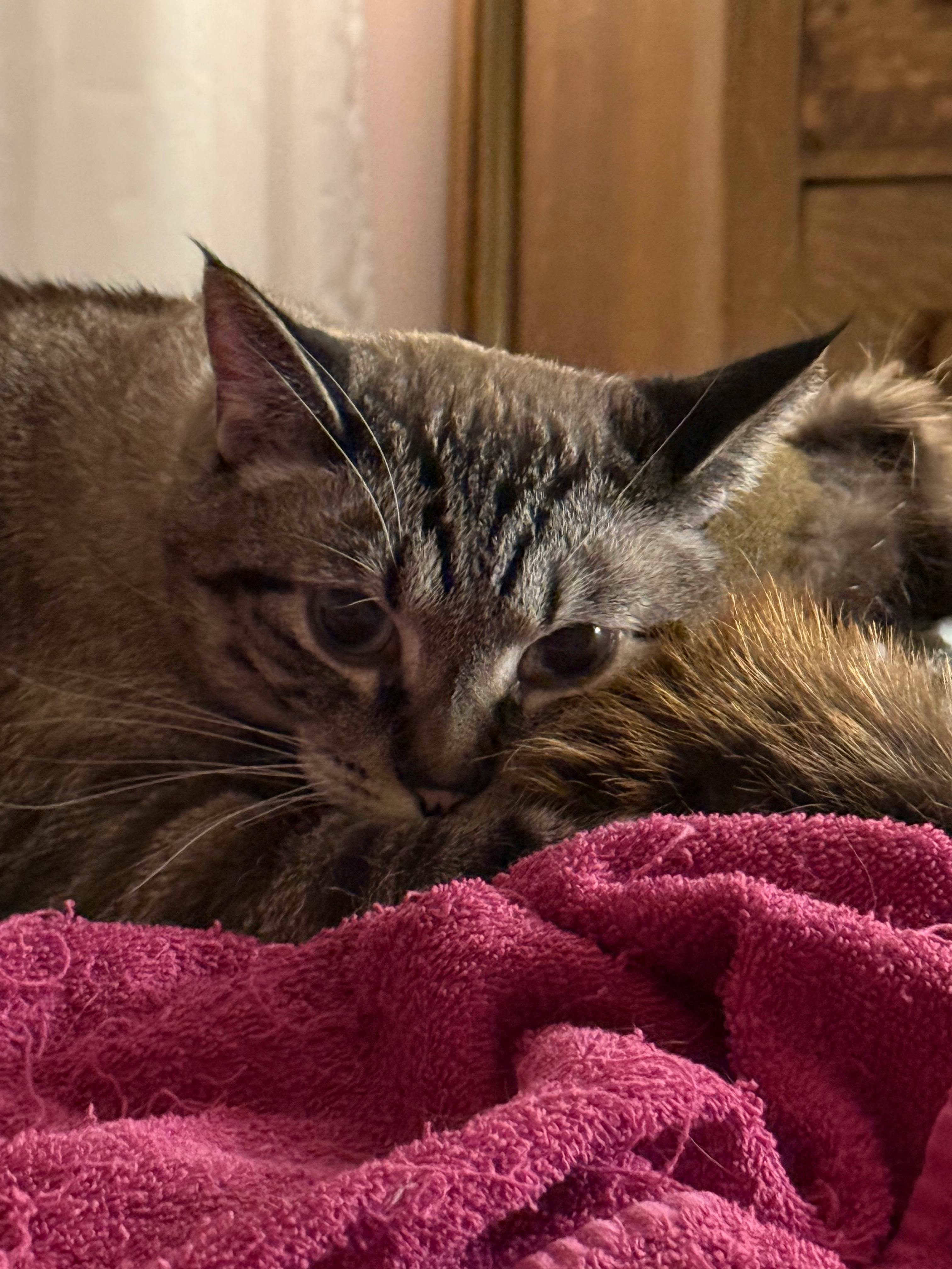 user avatar image for Bman_528