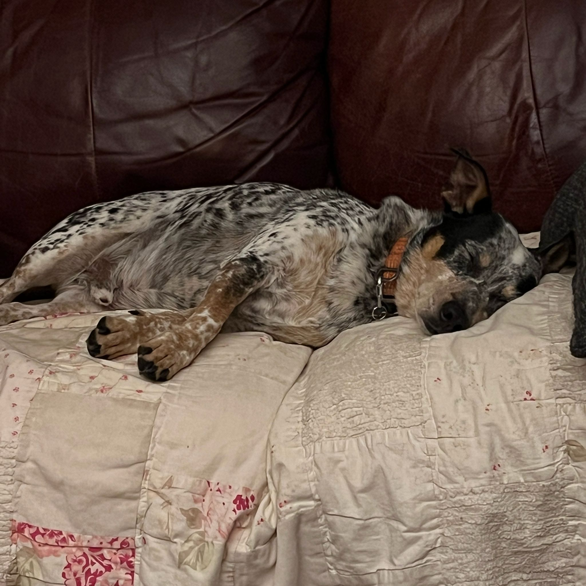 user avatar image for Ian York