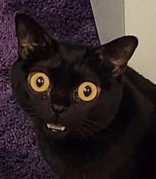 user avatar image for Daniel Wootton