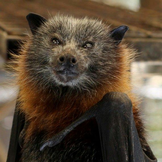 user avatar image for bät