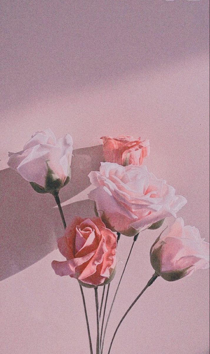 user avatar image for 𝒫𝑒𝒶𝓇𝓁 ᥫ᭡