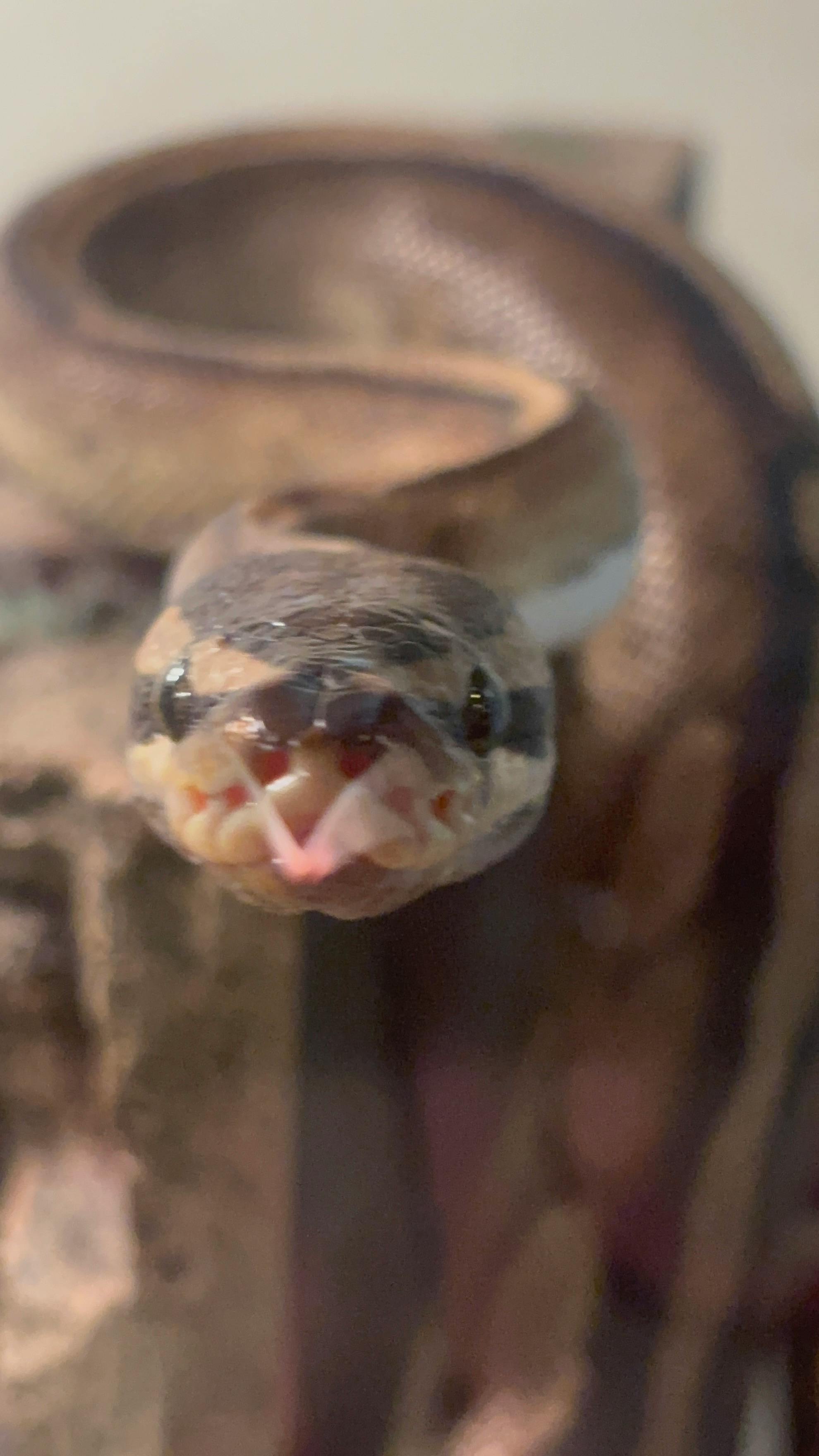 user avatar image for Alayna 