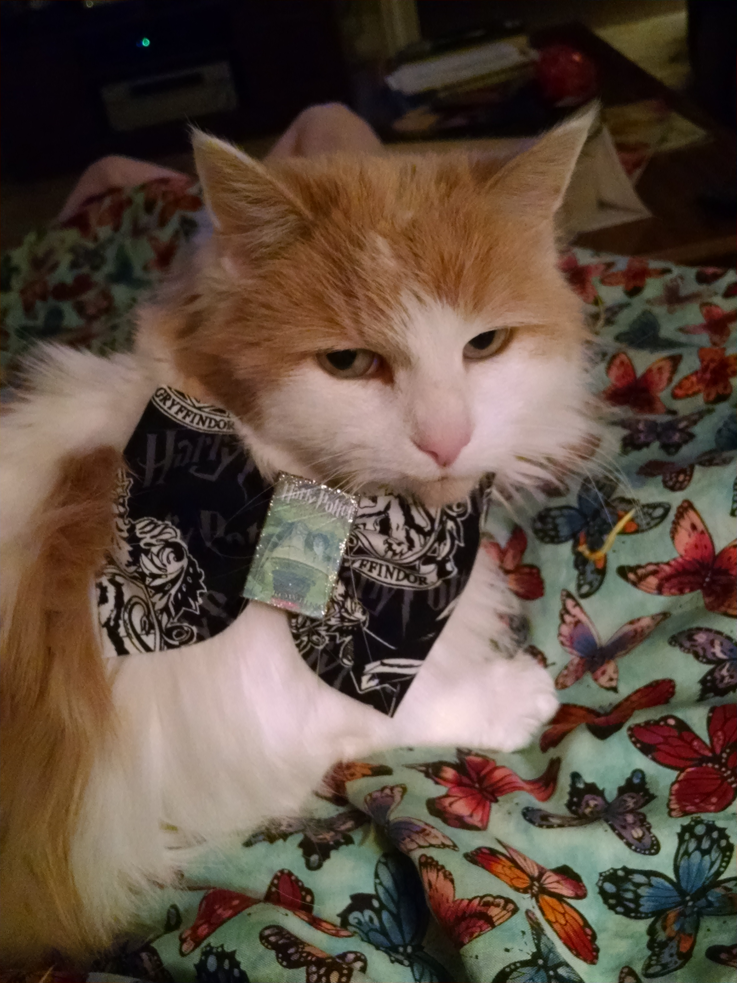 user avatar image for Shauna C. 