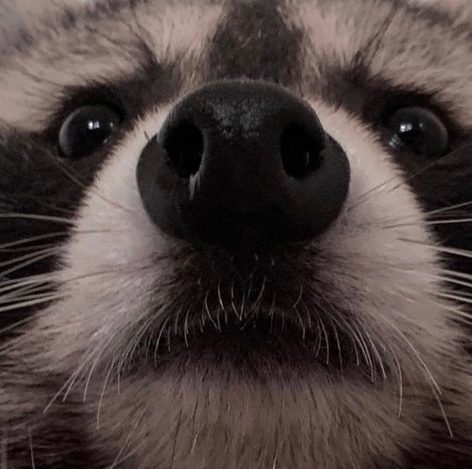 user avatar image for Nox