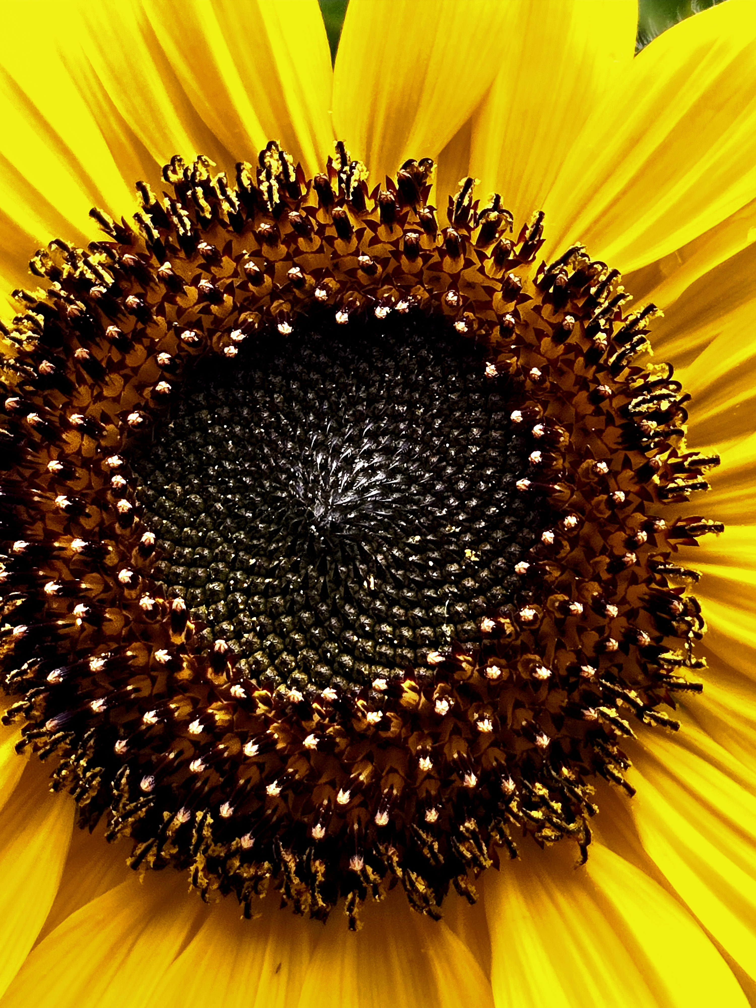 user avatar image for Amber