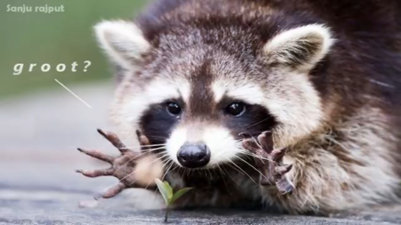 user avatar image for RaccoonMoon149