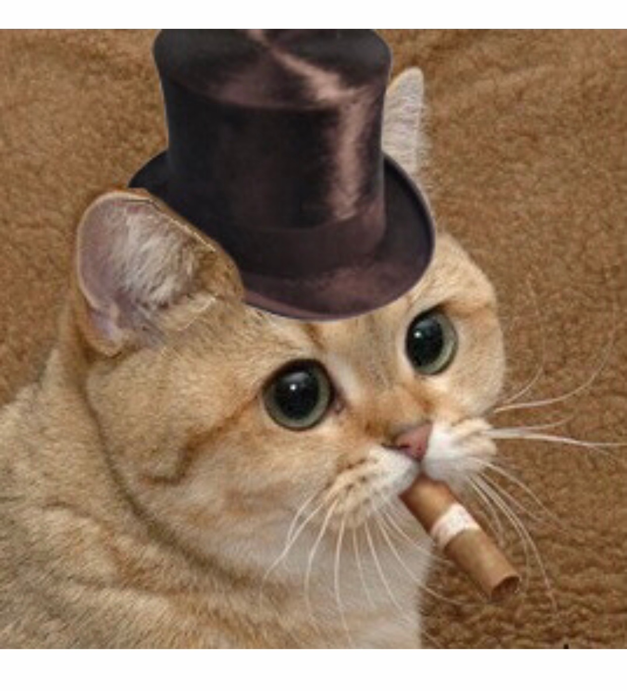 user avatar image for MrFatCat