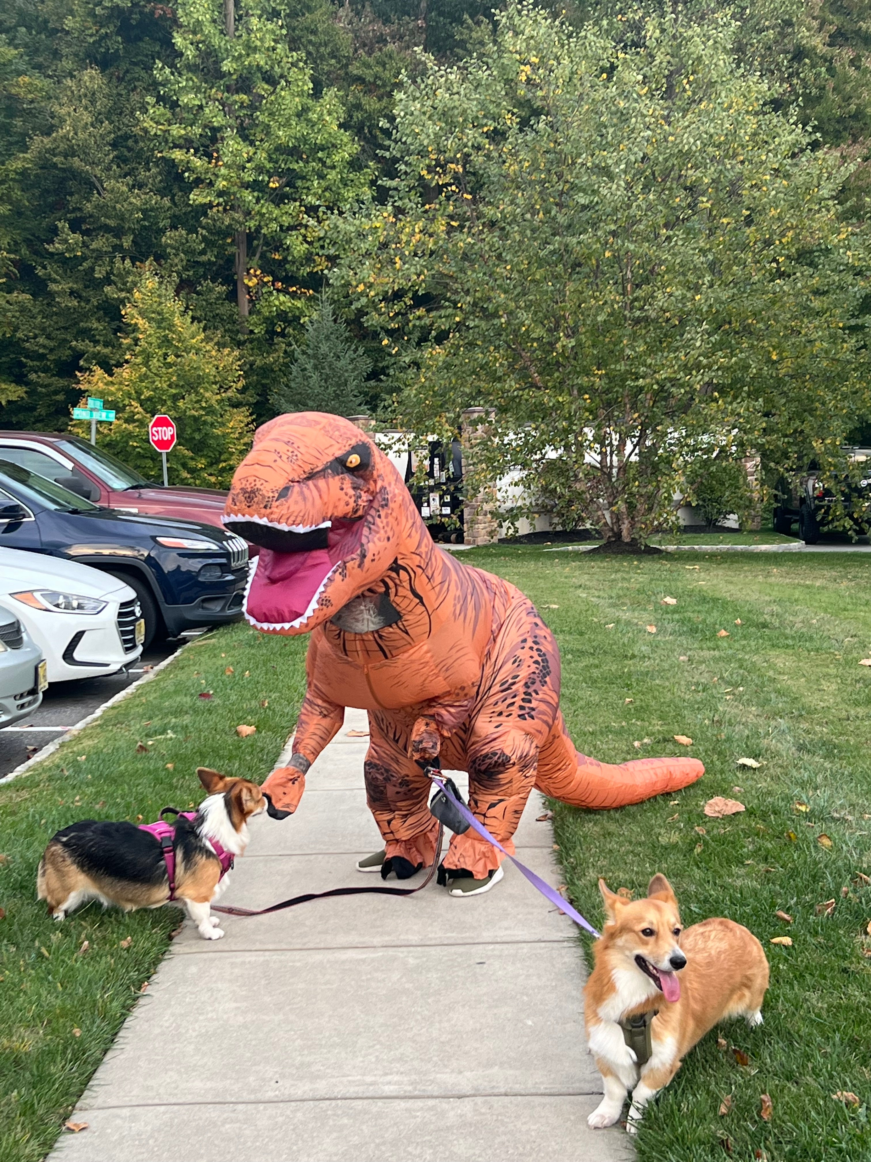 user avatar image for Polarbear Jer