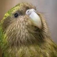 Kākāpō