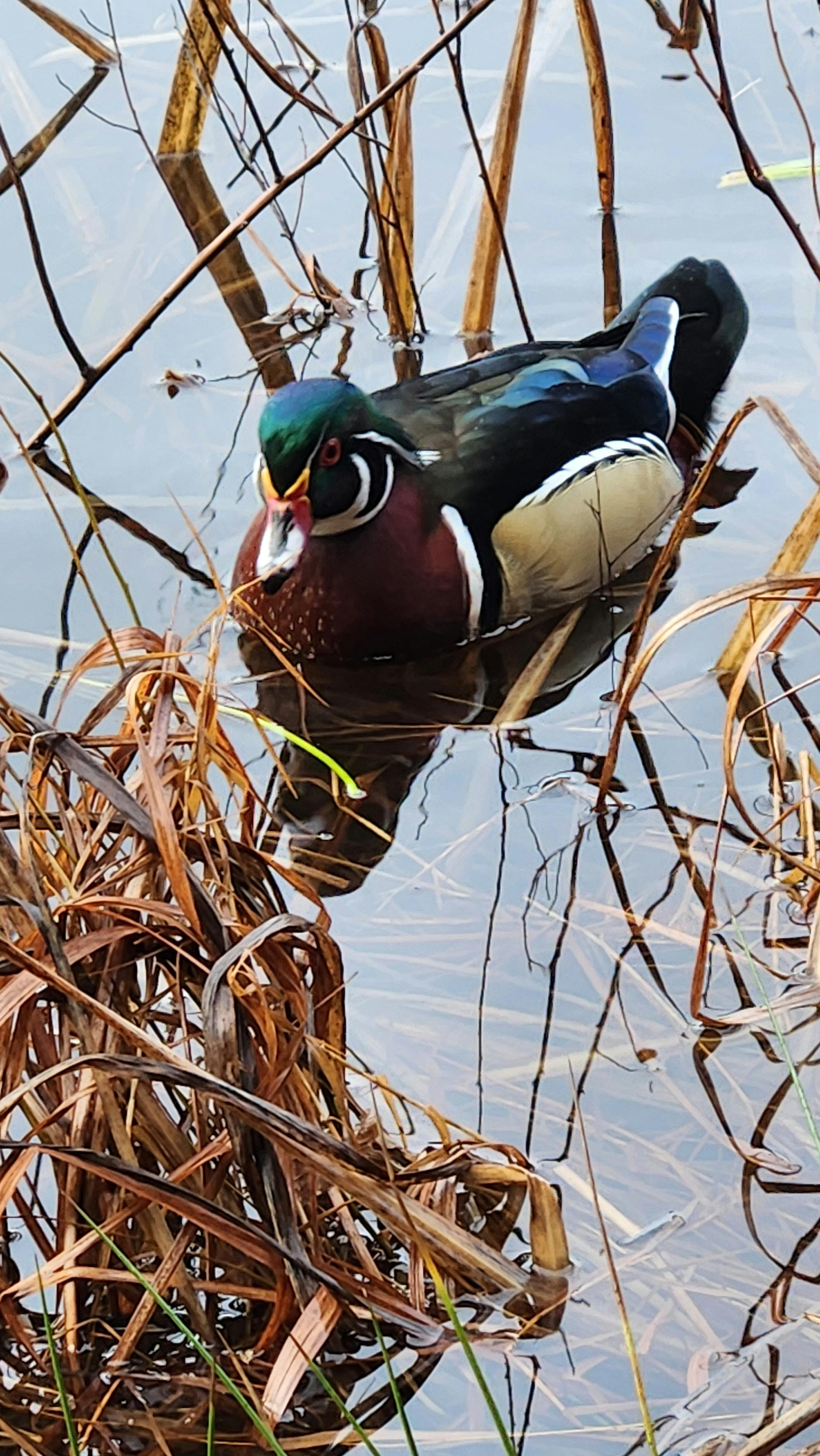 user avatar image for Carembola